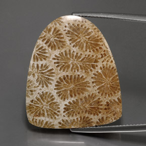 Coral fósil Multicolor natural de 25.71 ct, Forma elegante, Opaco