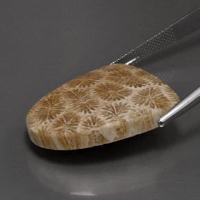 Coral fósil Multicolor natural de 25.71 ct, Forma elegante, Opaco