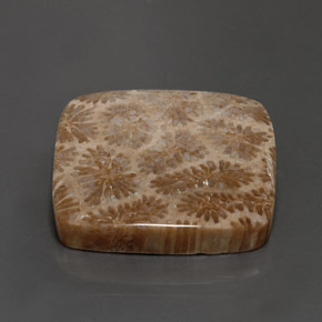 Coral fósil Multicolor natural de 28.62 ct, Cuadrado, Opaco