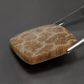 Coral fósil Multicolor natural de 28.62 ct, Cuadrado, Opaco