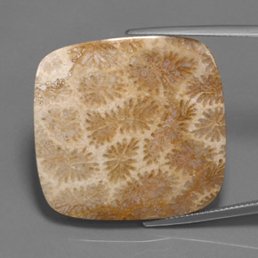 Coral fósil multicolor natural de 45,27 ct, corte cojín, opaco
