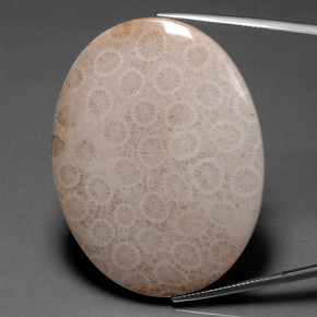 Coral fósil multicolor natural de 93,67 ct, corte óvalo, opaco