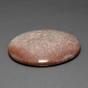 Coral fósil Multicolor natural de 91.59 ct, Corte Óvalo, Opaco