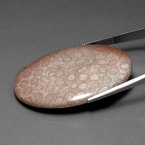 Coral fósil Multicolor natural de 91.59 ct, Corte Óvalo, Opaco