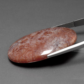 Coral fósil Multicolor natural de 51.88 ct, Corte Óvalo, Opaco