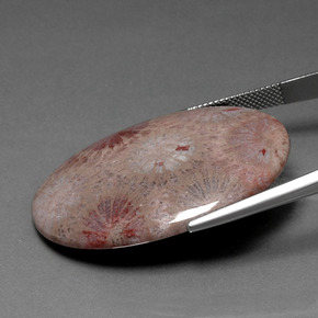 Coral fósil Multicolor natural de 47.83 ct, Corte Óvalo, Opaco