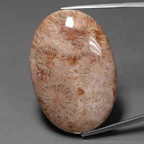 Coral fósil Multicolor natural de 46.53 ct, Corte Óvalo, Opaco