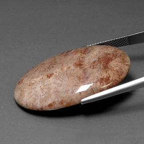 Coral fósil Multicolor natural de 46.53 ct, Corte Óvalo, Opaco