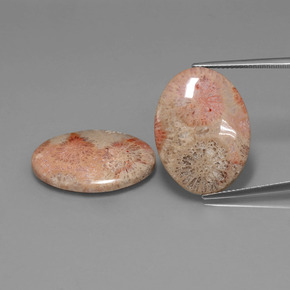 Gemas de coral fósil multicolor natural de  ct, corte óvalo, opaco