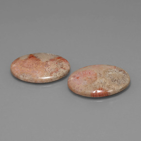 Gemas de coral fósil multicolor natural de  ct, corte óvalo, opaco