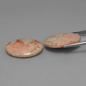 Gemas de coral fósil multicolor natural de  ct, corte óvalo, opaco