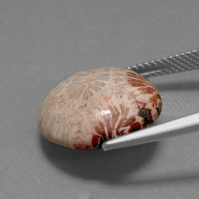 Coral fósil Multicolor natural de 9.59 ct, Corte Redondo, Opaco