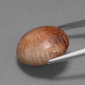 Coral fósil Multicolor natural de 10.56 ct, Corte Redondo, Opaco