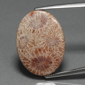 Coral fósil multicolor natural de 15,93 ct, corte óvalo, opaco