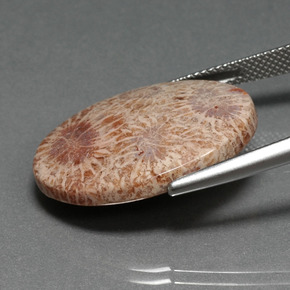 Coral fósil multicolor natural de 15,93 ct, corte óvalo, opaco