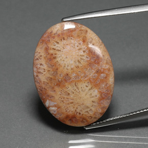 Coral fósil multicolor natural de 14,77 ct, corte óvalo, opaco