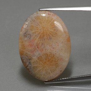 Coral fósil multicolor natural de 15,56 ct, corte óvalo, opaco