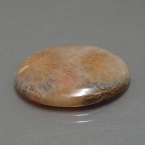 Coral fósil multicolor natural de 15,56 ct, corte óvalo, opaco
