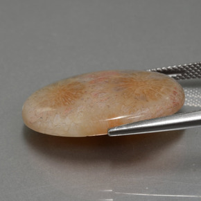 Coral fósil multicolor natural de 15,56 ct, corte óvalo, opaco
