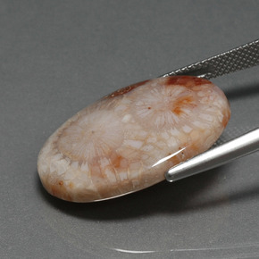 Coral fósil Multicolor natural de 16.17 ct, Corte Óvalo, Opaco