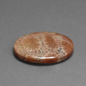 Coral fósil Multicolor natural de 16.75 ct, Corte Óvalo, Opaco