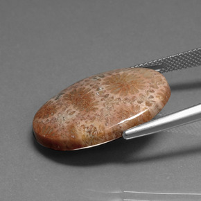 Coral fósil Multicolor natural de 16.75 ct, Corte Óvalo, Opaco