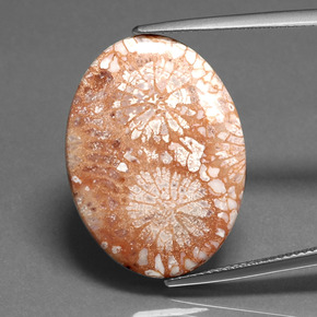 Coral fósil multicolor natural de 16,71 ct, corte óvalo, opaco
