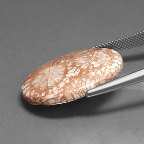 Coral fósil multicolor natural de 16,71 ct, corte óvalo, opaco