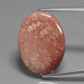 Coral fósil multicolor natural de 15,96 ct, corte óvalo, opaco
