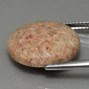 Coral fósil Multicolor natural de 10.23 ct, Corte Redondo, Opaco