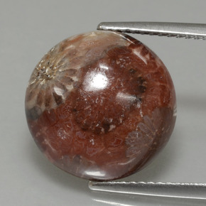 Coral fósil multicolor natural de 8,69 ct, corte redondo, opaco