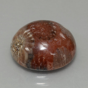 Coral fósil multicolor natural de 8,69 ct, corte redondo, opaco