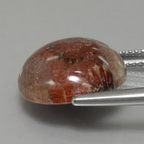 Coral fósil multicolor natural de 8,69 ct, corte redondo, opaco
