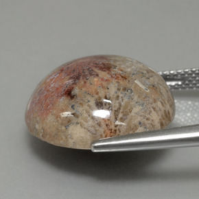 Coral fósil Multicolor natural de 14.40 ct, Corte Redondo, Opaco