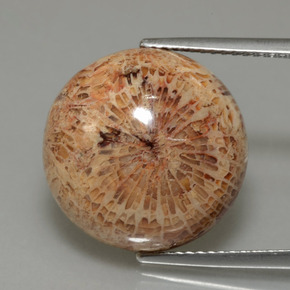 Coral fósil Multicolor natural de 13.26 ct, Corte Redondo, Opaco