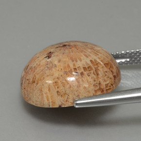 Coral fósil Multicolor natural de 13.26 ct, Corte Redondo, Opaco