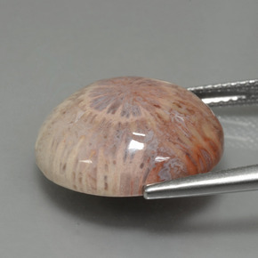 Coral fósil Multicolor natural de 12.48 ct, Corte Redondo, Opaco