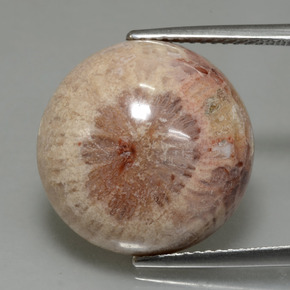 Coral fósil multicolor natural de 13,91 ct, corte redondo, opaco