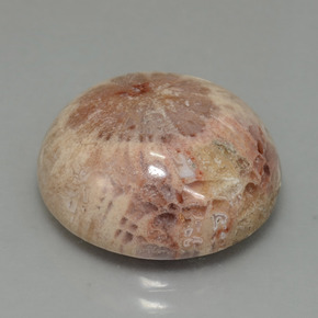 Coral fósil multicolor natural de 13,91 ct, corte redondo, opaco