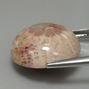 Coral fósil multicolor natural de 13,91 ct, corte redondo, opaco
