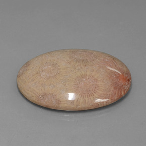 Coral fósil Multicolor natural de 56.57 ct, Corte Óvalo, Opaco