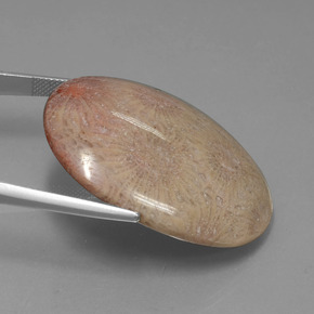 Coral fósil Multicolor natural de 56.57 ct, Corte Óvalo, Opaco