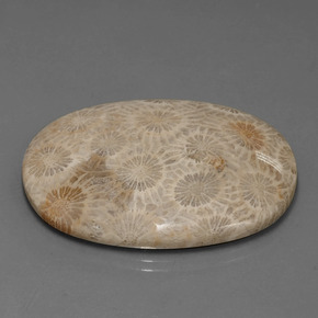 Coral fósil Multicolor natural de 49.51 ct, Corte Óvalo, Opaco