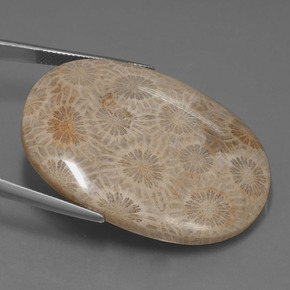 Coral fósil Multicolor natural de 49.51 ct, Corte Óvalo, Opaco