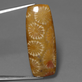 Coral fósil Multicolor natural de 25.14 ct, Corte Cojín, Opaco