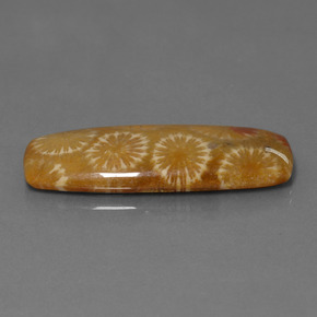 Coral fósil Multicolor natural de 25.14 ct, Corte Cojín, Opaco