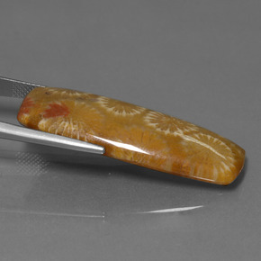 Coral fósil Multicolor natural de 25.14 ct, Corte Cojín, Opaco