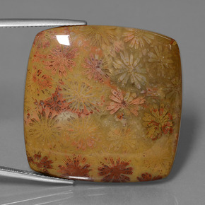 Coral fósil Multicolor natural de 46.89 ct, Corte Cojín, Opaco