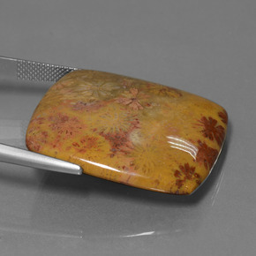 Coral fósil Multicolor natural de 46.89 ct, Corte Cojín, Opaco