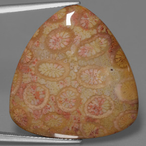 Coral fósil multicolor natural de 28,95 ct, trillón, opaco